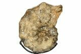 Cretaceous Ammonite (Mammites) Fossil with Metal Stand - Morocco #274607-1
